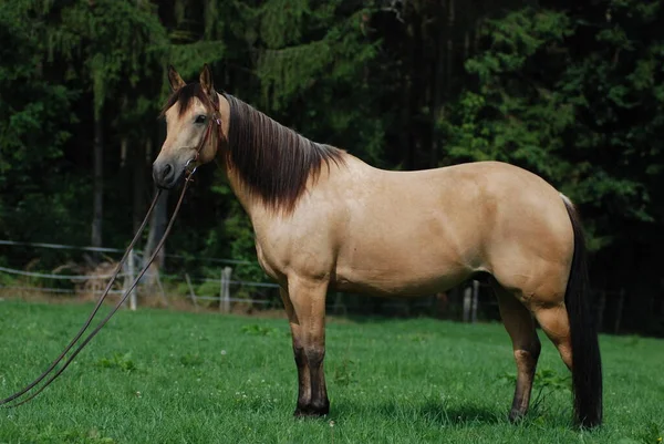 Hnědý Kůň Přírodě Flóře Fauně — Stock fotografie