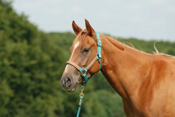 Quarto Cavallo Pepps Argento Kim — Foto Stock