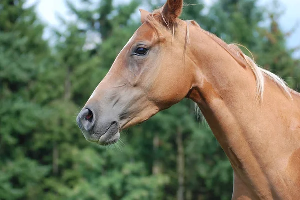 Τέταρτο Άλογο Pepps Ασημένια Kim — Φωτογραφία Αρχείου