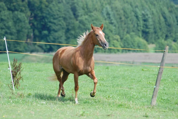 Quarto Cavalo Pepps Prata Kim — Fotografia de Stock