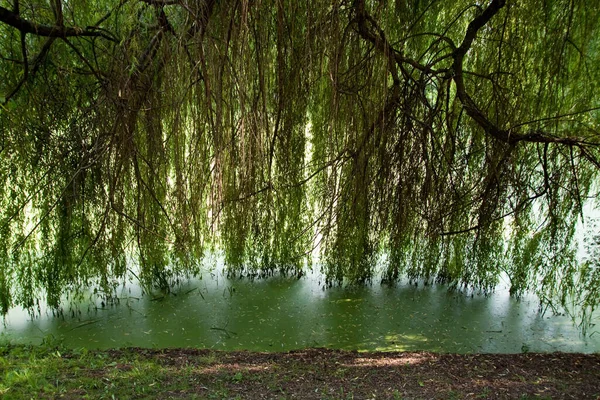 Чисті Екологічні Тераси Деревами Болотами — стокове фото