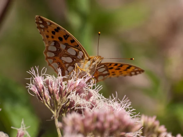 Primo Piano Bug Natura Selvaggia — Foto Stock