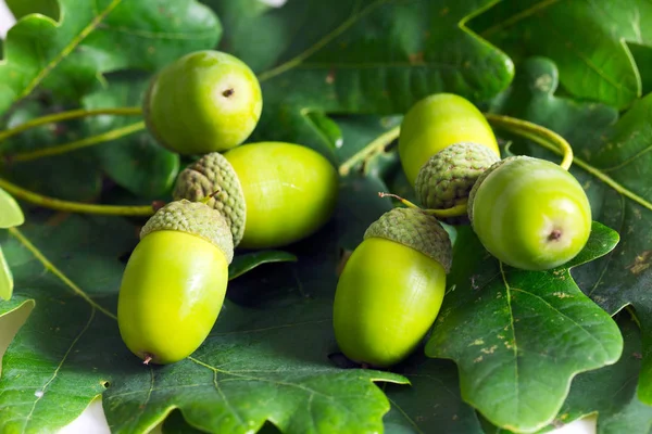 Bellotas Verdes Árbol — Foto de Stock