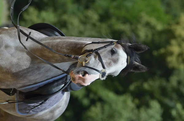 Cavallo Carino Colpo All Aperto Durante Giorno — Foto Stock