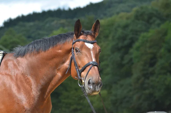 Bonito Cavalo Selvagem Natureza — Fotografia de Stock