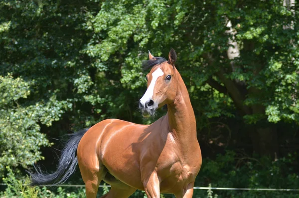 Puro Cavalo Jogar Livre Natureza — Fotografia de Stock