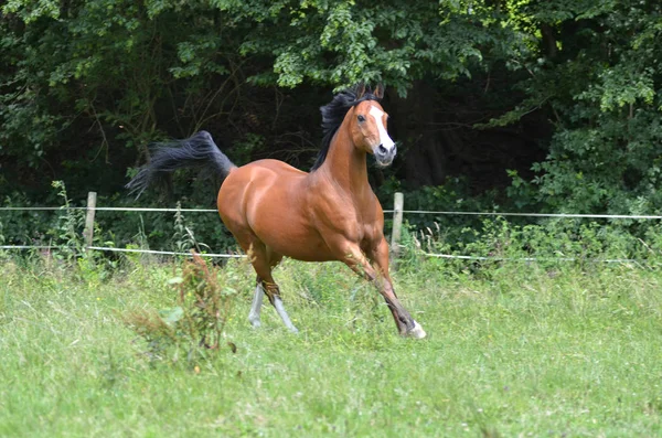 野外で遊ぶサラブレッド馬 — ストック写真