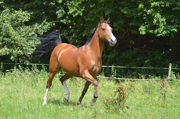 野外で遊ぶサラブレッド馬 — ストック写真