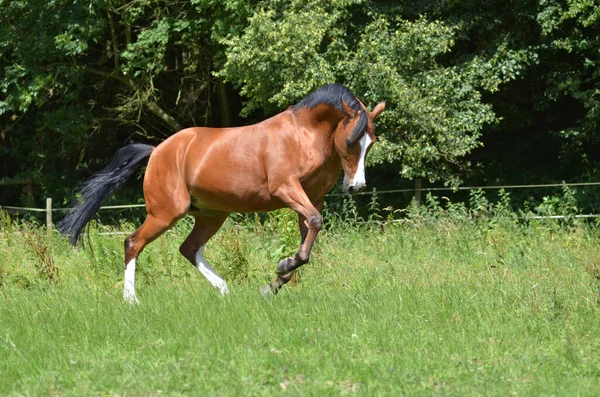 Vollblut Pferd Spielt Freier Natur — Stockfoto