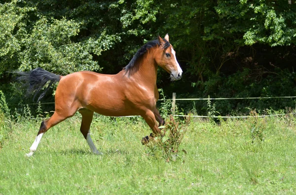 Thoroughbred Horse Playing Outdoor Nature — Stock Photo, Image