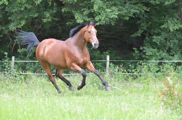 Horses Outdoors Daytime — Stock Photo, Image