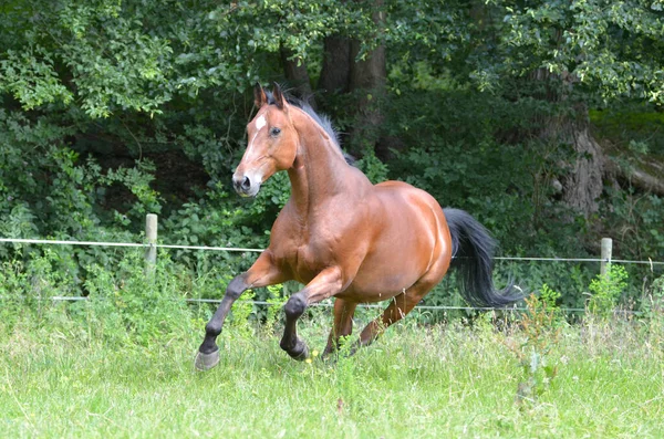 Pferde Tagsüber Freien — Stockfoto