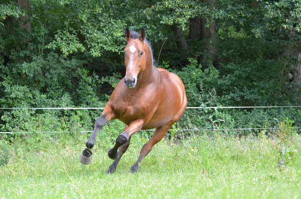 Pferde Tagsüber Freien — Stockfoto