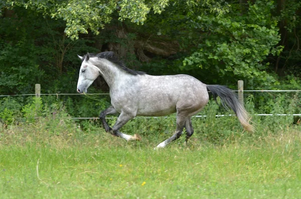 Cute Horse Wild Nature — Stock Photo, Image