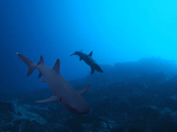 Vie Marine Poissons Requins — Photo