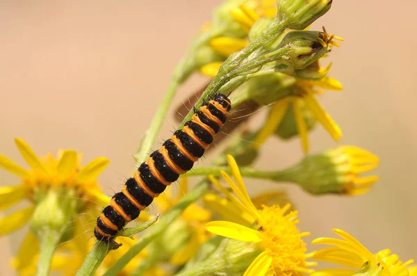 Insecto Oruga Gusano Pequeño —  Fotos de Stock