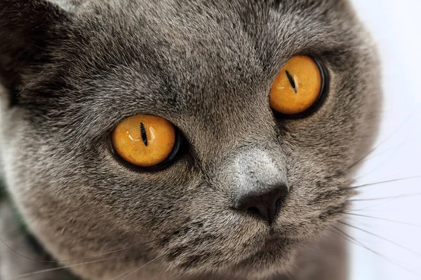 Retrato Lindo Gato — Foto de Stock