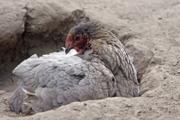 沙浴中的婆罗门鸡 — 图库照片