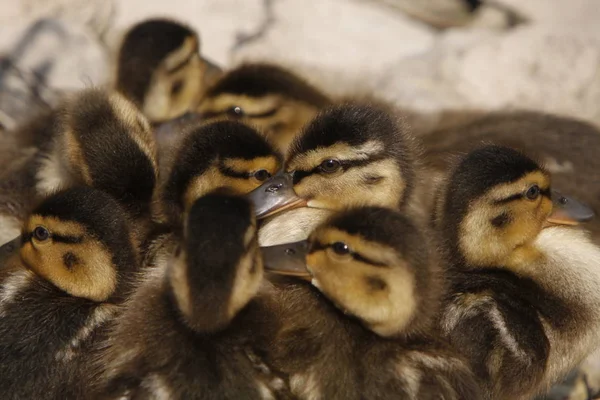 Close Uitzicht Van Schattig Kleine Eendjes — Stockfoto