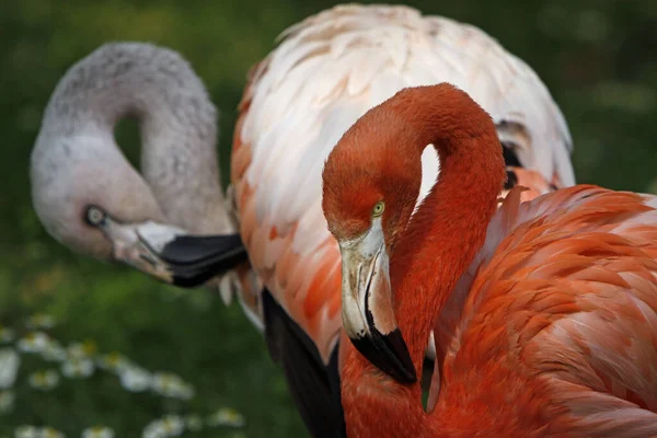 Flamingo Rosa Fundo Natural — Fotografia de Stock