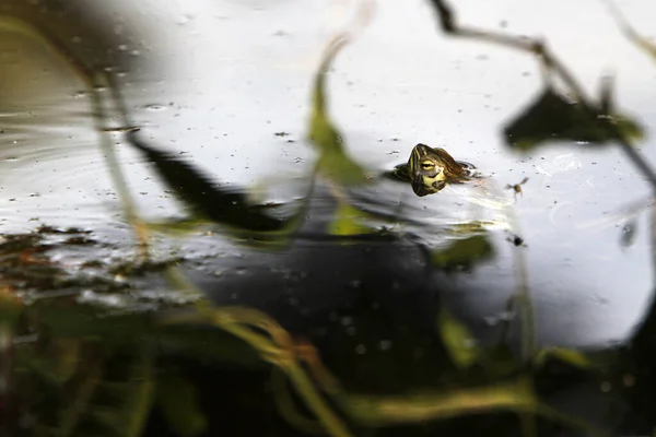 池塘表面的水滴 — 图库照片