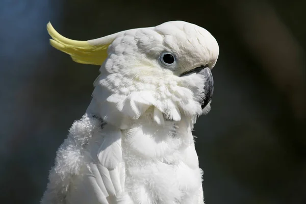 自然景观中美丽的鹦鹉 — 图库照片