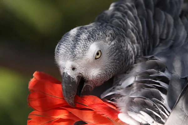 美しいオウムの鳥の風景 — ストック写真