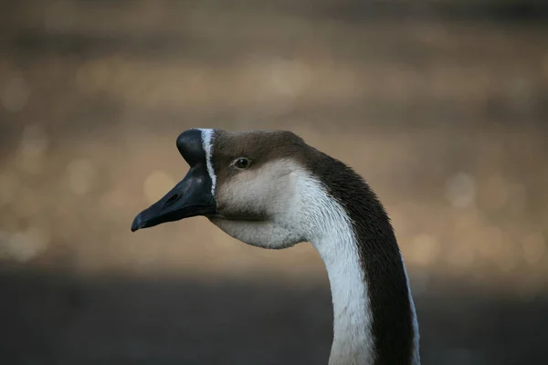 Vacker Utsikt Över Vacker Fågel Naturen — Stockfoto