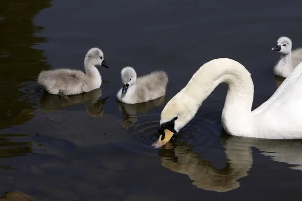 Mute Swan Chicks — Stock Photo, Image