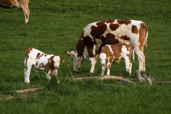 Vista Panorámica Vacas Domésticas Lindas —  Fotos de Stock