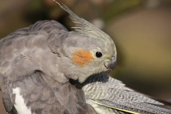 Vista Panoramica Bellissimo Uccello Cockatiel — Foto Stock