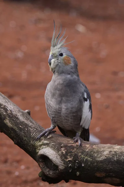 美しいカクテルの鳥の景色 — ストック写真