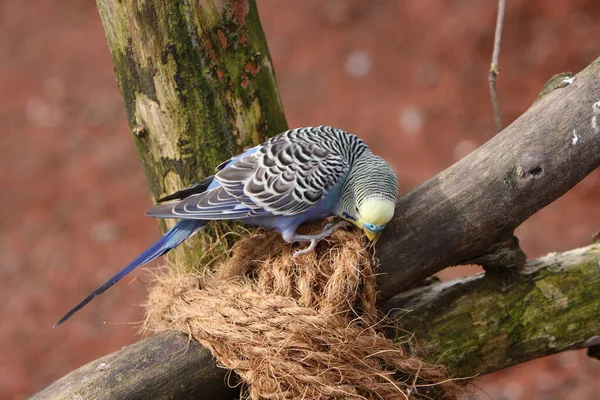 Vista Cênica Papagaios Budgerigar Coloridos — Fotografia de Stock