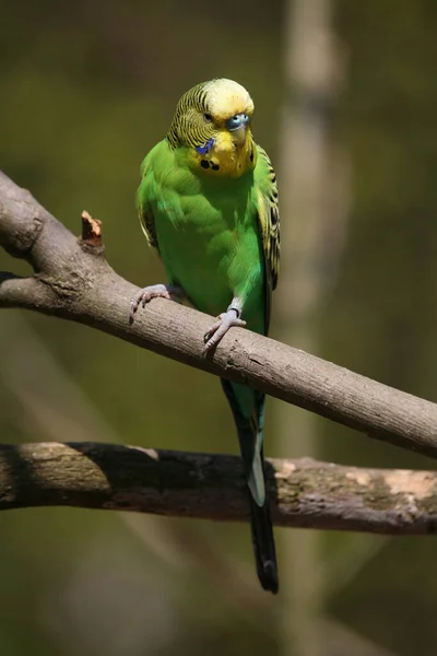 Vista Cênica Papagaios Budgerigar Coloridos — Fotografia de Stock