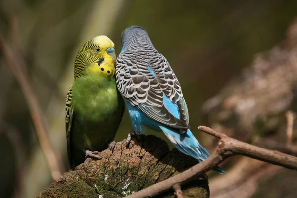 Vacker Utsikt Över Vacker Papegoja Naturen — Stockfoto