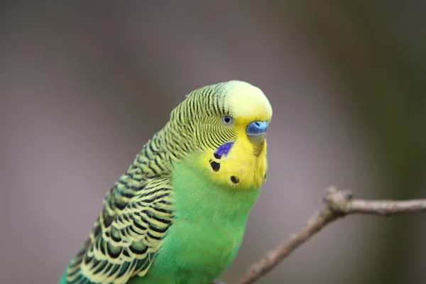 Vista Cênica Papagaios Budgerigar Coloridos — Fotografia de Stock