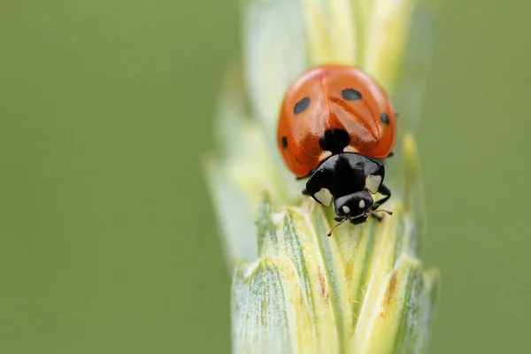 Coccinelle Sur Une Oreille Blé — Photo