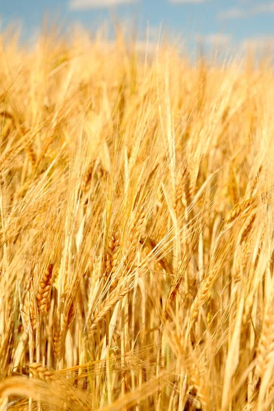 Cebada Cereales Grano Agrícola — Foto de Stock