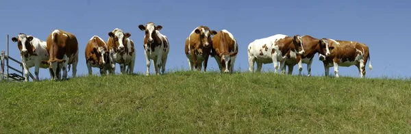 Herd Cattle Domestic Livestock — Stock Photo, Image