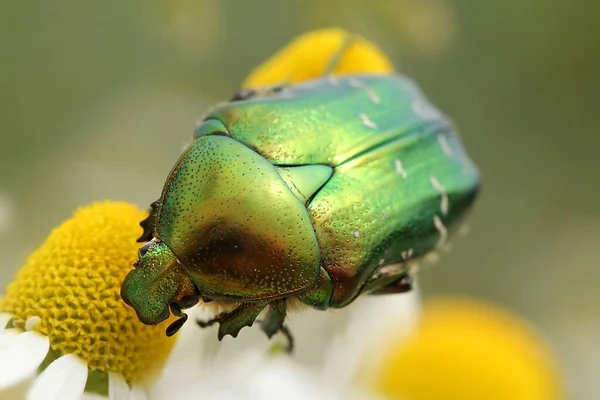 Escarabajo Floral Insecto — Foto de Stock