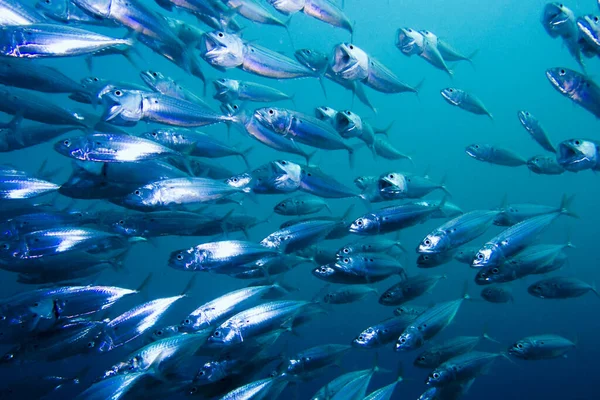 Escola Mackerel Listrado Alimentando Mar Vermelho Egito — Fotografia de Stock