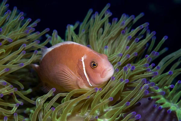 Pink Anemonefish Gulf Thailand — стокове фото