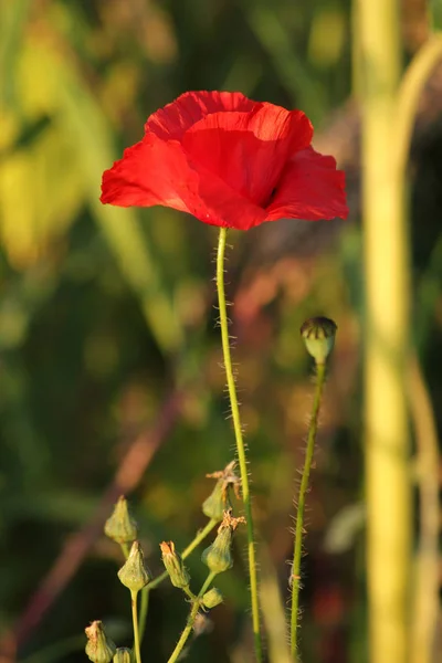 Vista Cerca Hermosas Flores Amapola Silvestre — Foto de Stock