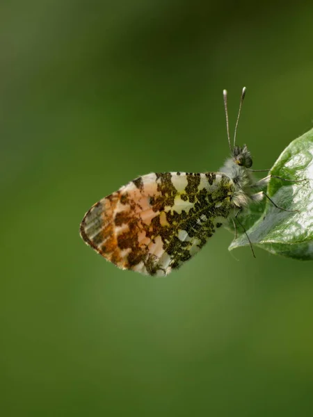 Closeup View Exotic Beautiful Falter — Stock Photo, Image