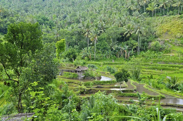 Les Champs Riz Vert Agriculture Plantation — Photo