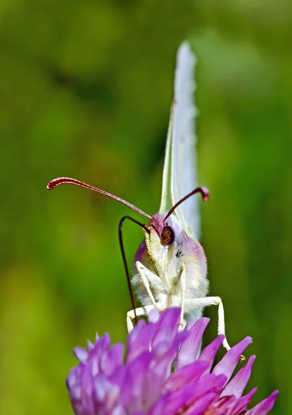 Vue Rapprochée Beau Papillon Coloré — Photo