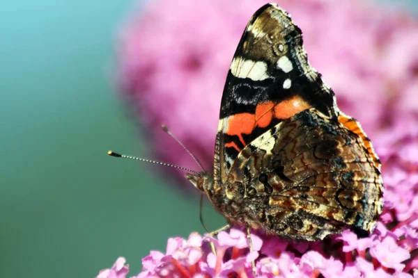 Vahşi Doğada Böceğe Yakın Çekim — Stok fotoğraf