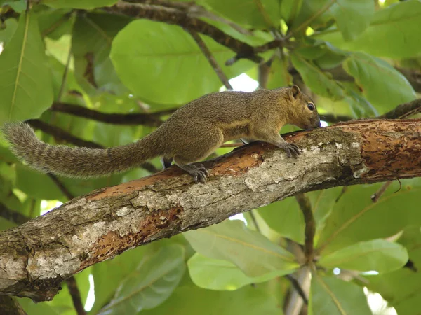 Eichhörnchen Tier Der Natur Flauschiges Eichhörnchen — Stockfoto