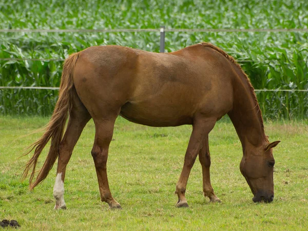 Chevaux Extérieur Jour — Photo