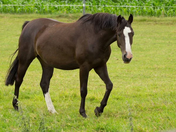 Paarden Overdag Buiten — Stockfoto